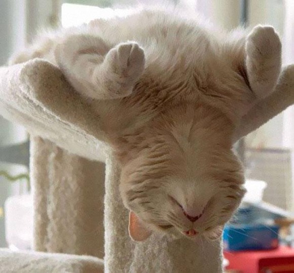 funny-sleeping-cats-27