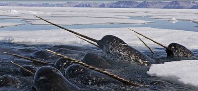 strange-animals-you-didnt-know-2-22-2-600x277