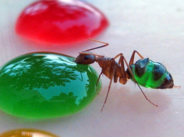 ants-1-600x449