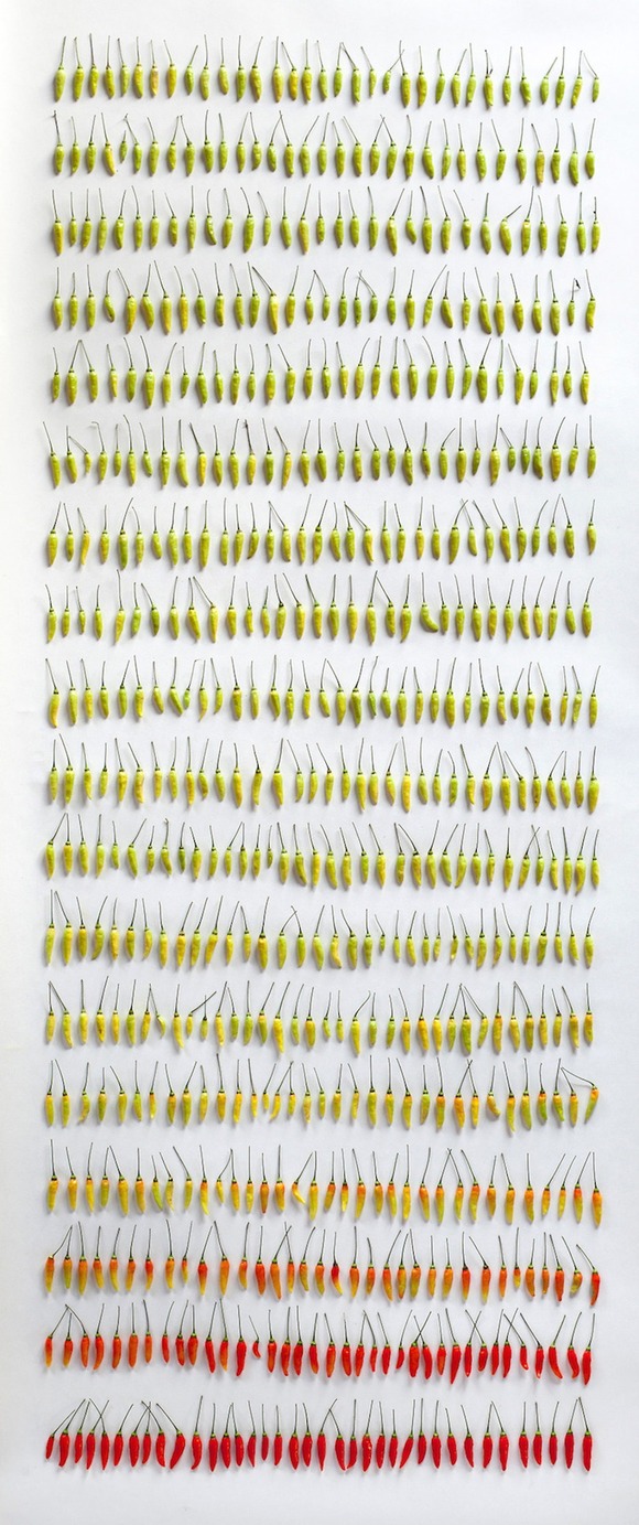 Things_Organised_Neatly_by_Austin_Radcliffe_2014_17