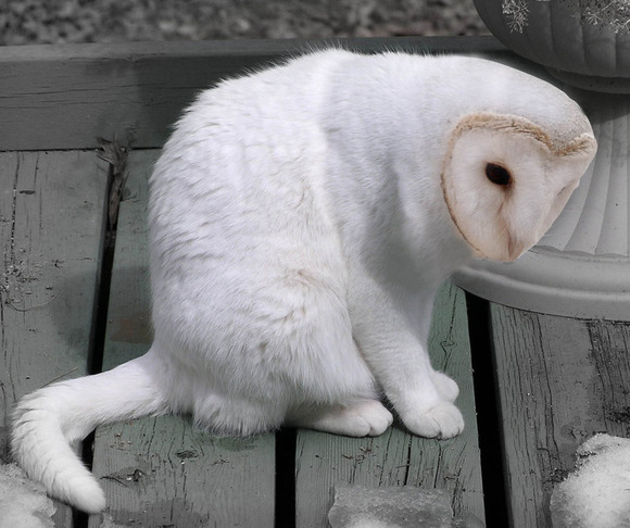 meowl3