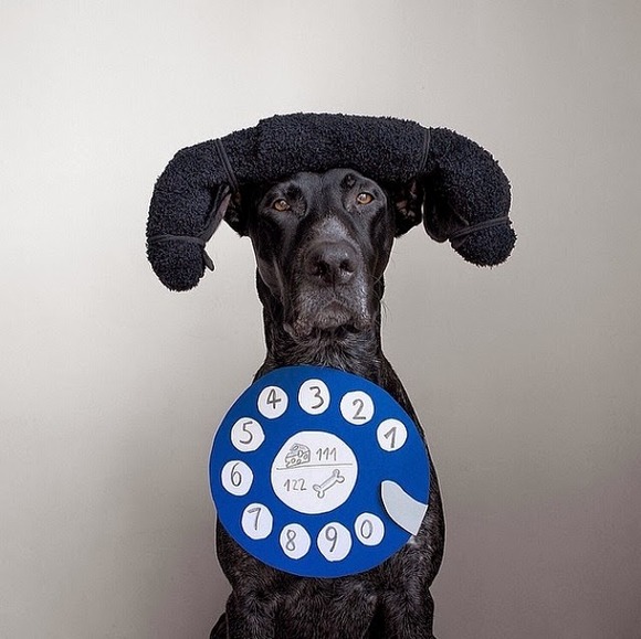 dog2 (1)