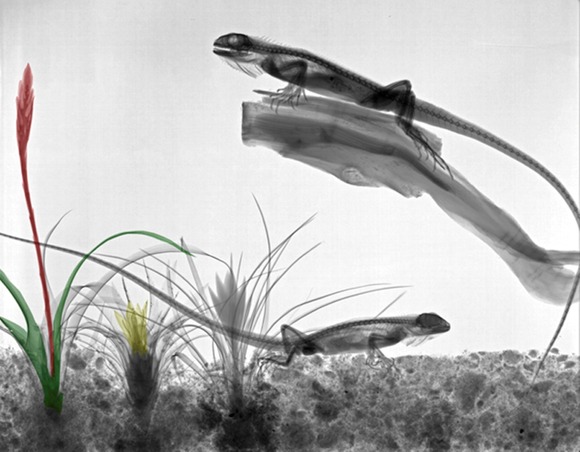 xray5