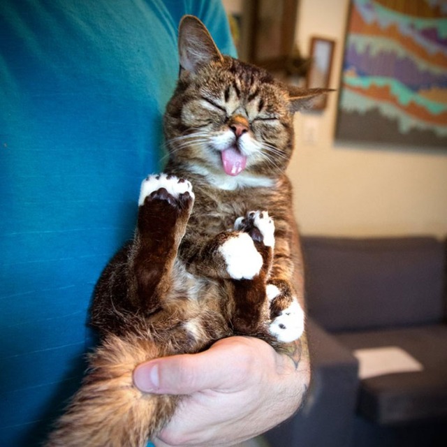 lil-bub-the-cat-sticks-tongue-out-6