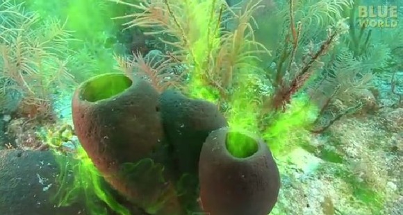煙突のようにモクモク噴出す海綿動物 カイメンドウブツ のポンプな光景 ジャポンタ 煙突のようにモクモク噴出す海綿動物 カイメンドウブツ のポンプな光景 ジャポンタ