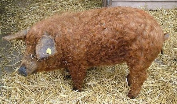 curlyhair-ship-mangalitsa-8