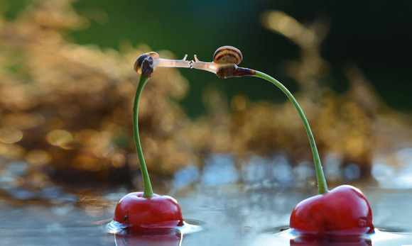 macro-photography-snails-vyacheslav-mishchenko-1