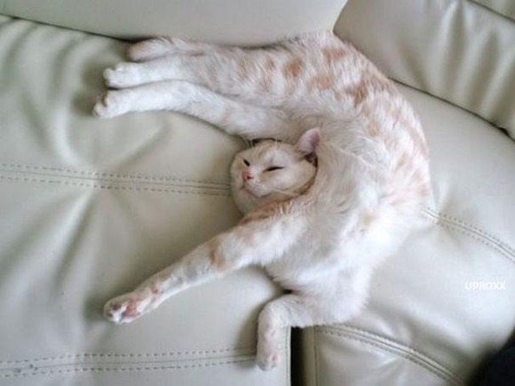 funny-sleeping-cats-12