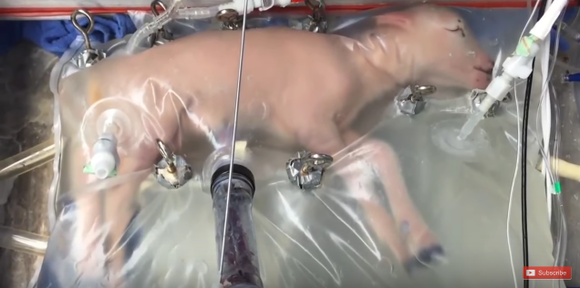 人工子宮の中で育つ羊の赤ちゃん ジャポンタ