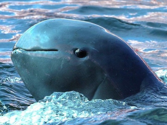 18irrawaddydolphin2