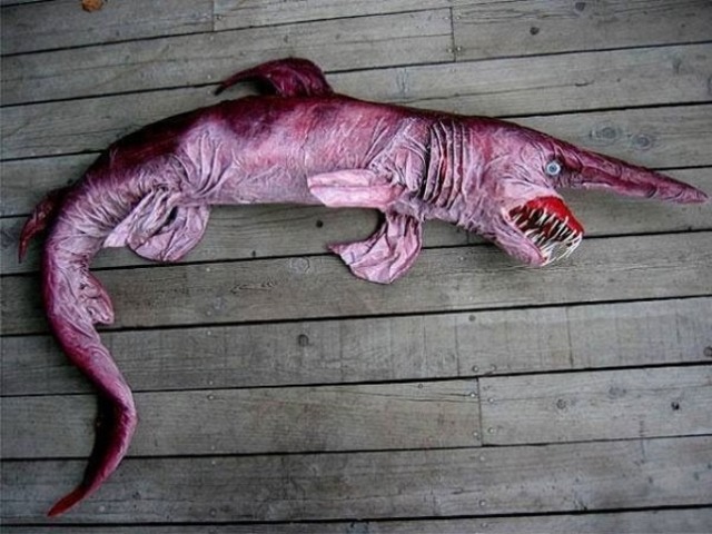 strange-animals-you-didnt-know-2-3-600x450
