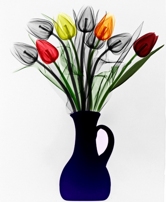 xray8