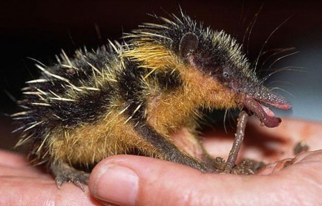 strange-animals-you-didnt-know-2-4-1-600x386