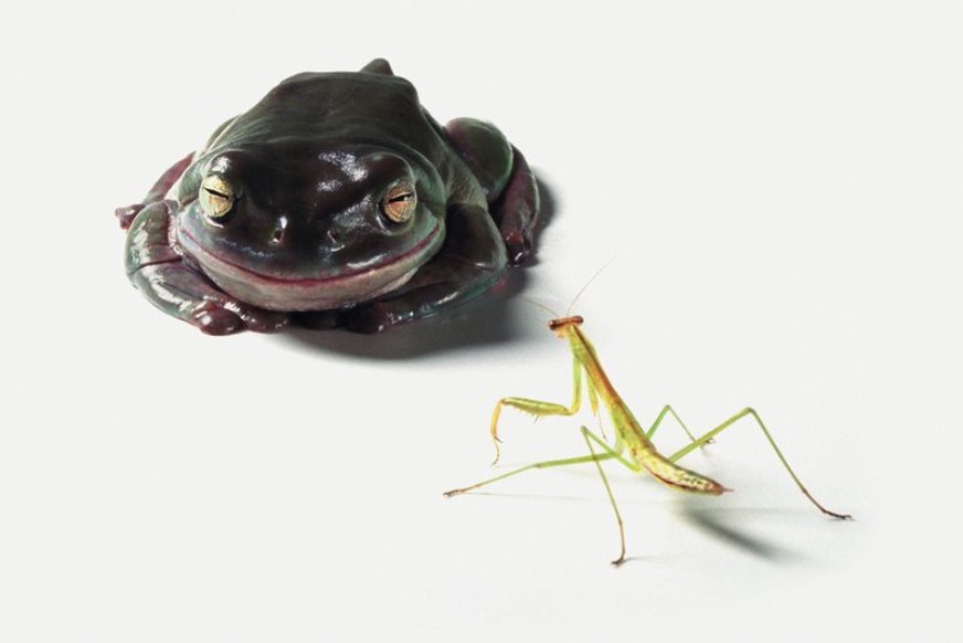 昆虫注意 トマト イモムシ カマキリ カエルの食物連鎖やゴキブリの人のような生活をとらえたリアルな昆虫の世界 ジャポンタ 昆虫注意 トマト イモムシ カマキリ カエルの食物連鎖やゴキブリの人のような生活をとらえたリアルな昆虫の世界 ジャポンタ