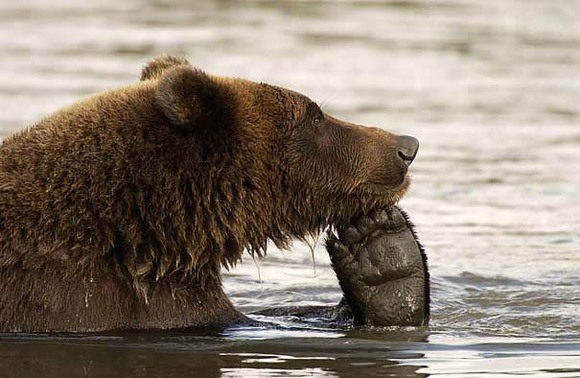 funny-bears-doing-human-things-35