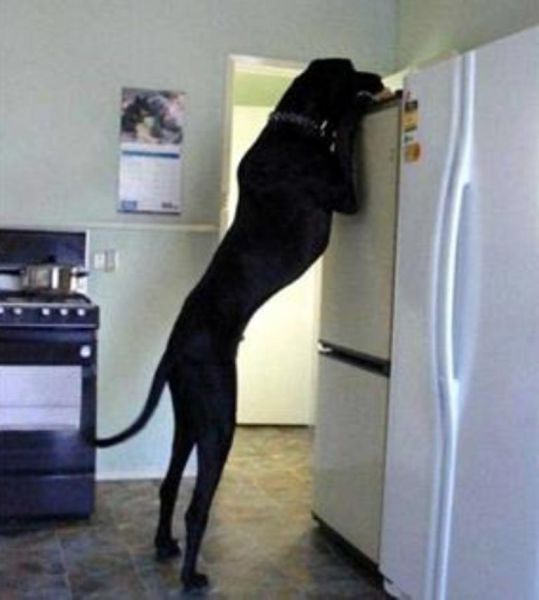 a_comparison_between_dogs_and_cats_640_10
