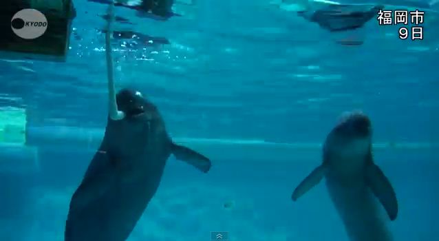 イルカの仲間スナメリがバブルリング楽しくリレー 口から吹き出すバブルリングを次々と渡していく ジャポンタ