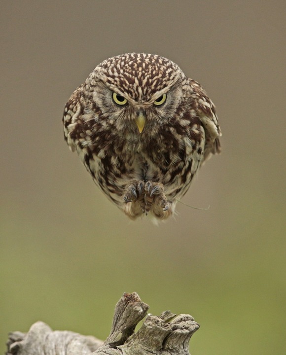 owl-1