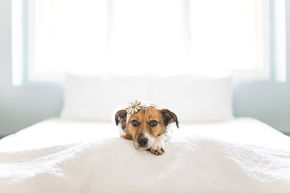 dog-baby-photos-snuggles-count-it-joy-jamie-clauss-9
