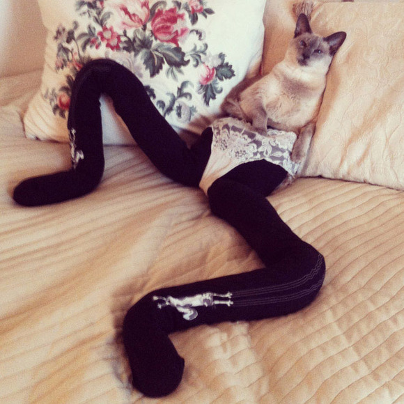 Cats-wearing-tights
