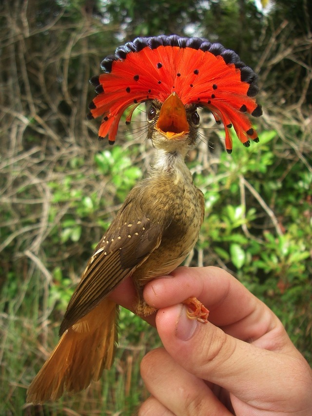 7amazonianroyalflycatcher