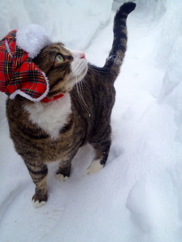 ハットしてキャット 雪の中で可愛いオシャレ猫発見 ロシア帽が