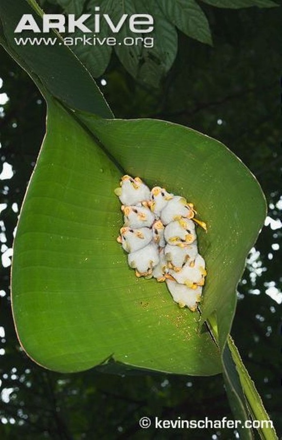 モフモフの白団子発見 ホンジュラス 白コウモリ シロヘラコウモリ のかわいく寄り添う光景 ジャポンタ