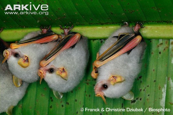 モフモフの白団子発見 ホンジュラス 白コウモリ シロヘラコウモリ のかわいく寄り添う光景 ジャポンタ