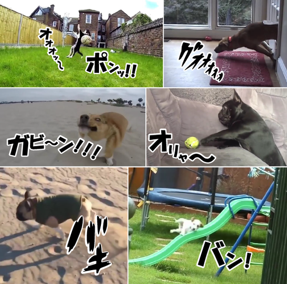 おっ やっちまったぜ ワンコたちのおもしろ失敗集 ジャポンタ おっ やっちまったぜ ワンコたちのおもしろ失敗集 ジャポンタ