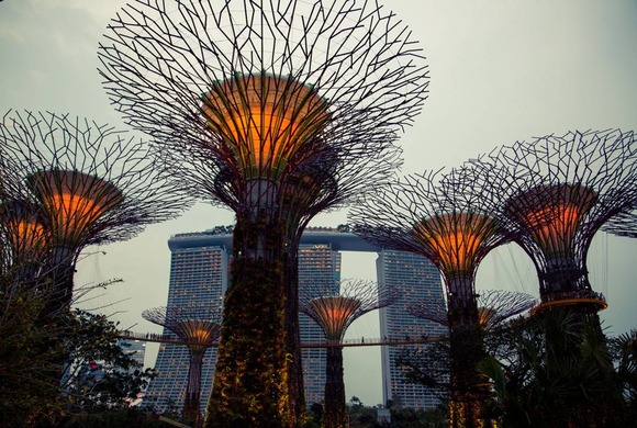 supertree supertrees singapore 13