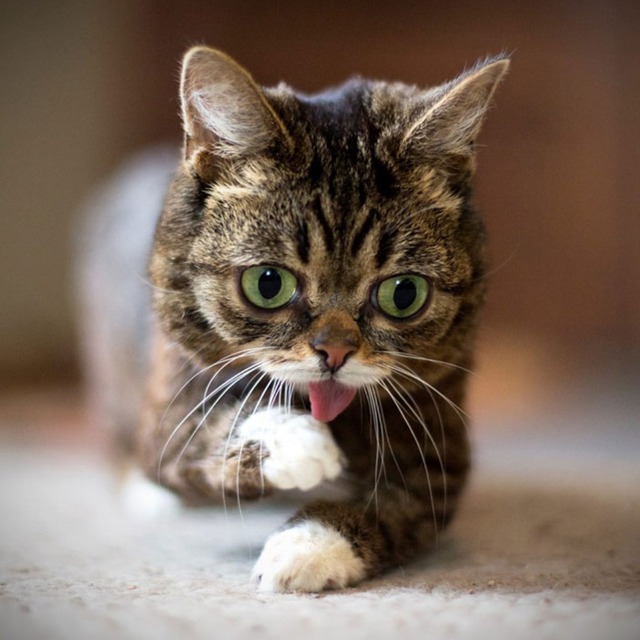 lil-bub-the-cat-sticks-tongue-out-3