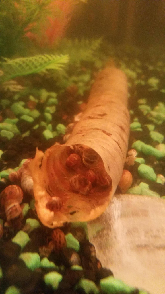 snails-eating-carrot-in-fish-tank-hollow