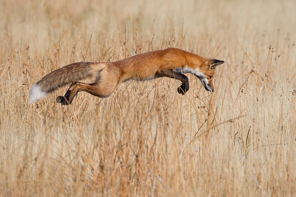 04_Connor-Stefanison-Canada-Lucky-pounce