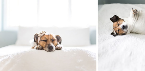 dog-baby-photos-snuggles-count-it-joy-jamie-clauss-22