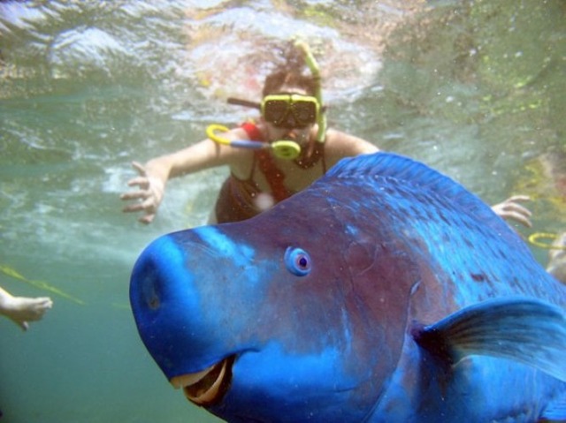 strange-animals-you-didnt-know-2-10-2-600x449