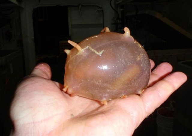 strange-animals-you-didnt-know-2-23-1-600x425