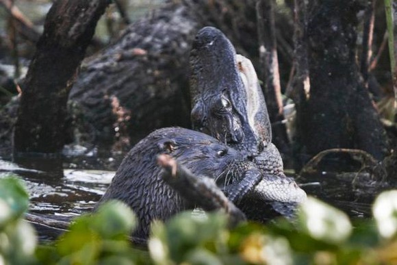 また ワニが食われる 意外な生物に捕食されるワニ ワニをむさぼり食う捕食者とは ジャポンタ また ワニが食われる 意外な生物に捕食されるワニ ワニをむさぼり食う捕食者とは ジャポンタ