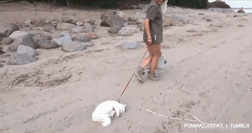 a_comparison_between_dogs_and_cats_24