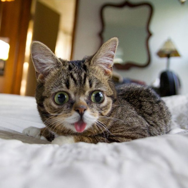 lil-bub-the-cat-sticks-tongue-out-2