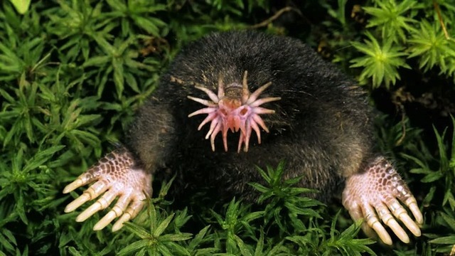 24starnosedmole