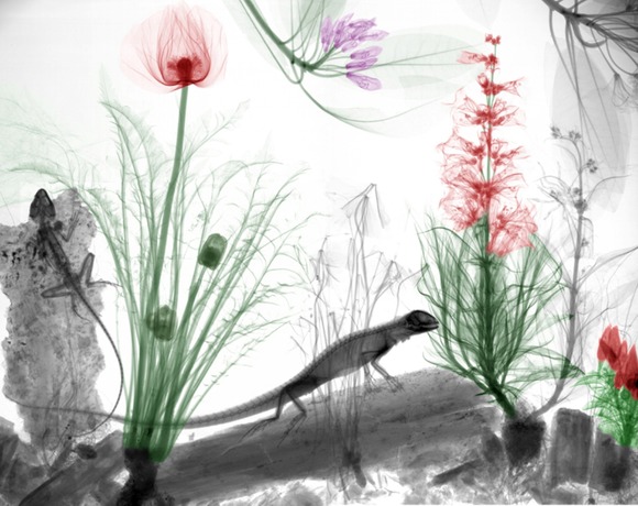 xray18