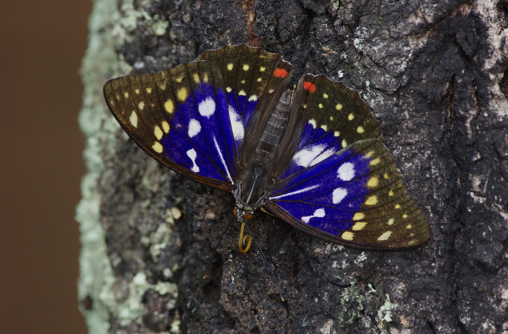 見てるだけで癒されてしまう とても可愛いオオムラサキ Japanese Emperor Butterfly の幼虫 ジャポンタ