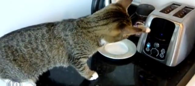 動画 ちょ ビビッています ねこっちの驚く姿が面白い ネコネコパンチでやっけろ ジャポンタ 動画 ちょ ビビッています ねこっちの驚く姿が面白い ネコネコパンチでやっけろ ジャポンタ