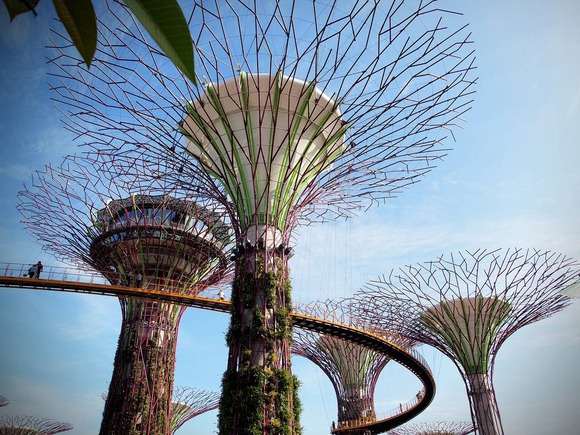 supertree supertrees singapore 7
