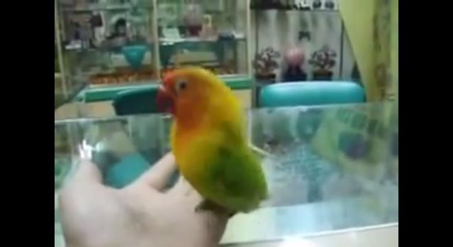 ベスト50 インコ 面白画像 最高の引用 ベスト50 インコ 面白画像 最高の引用