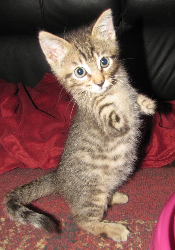20140124-catster-monday-miracle-mercury-amputee-008