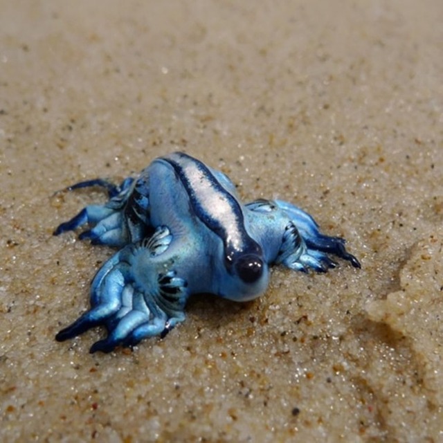strange-animals-you-didnt-know-2-16-1-600x600