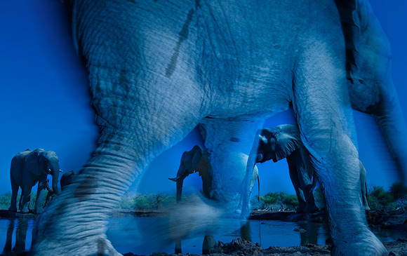 35_Greg-du-Toit-South-Africa-Essence-of-elephants