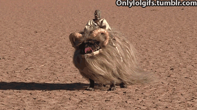 anigif_enhanced-buzz-26603-1371154668-2