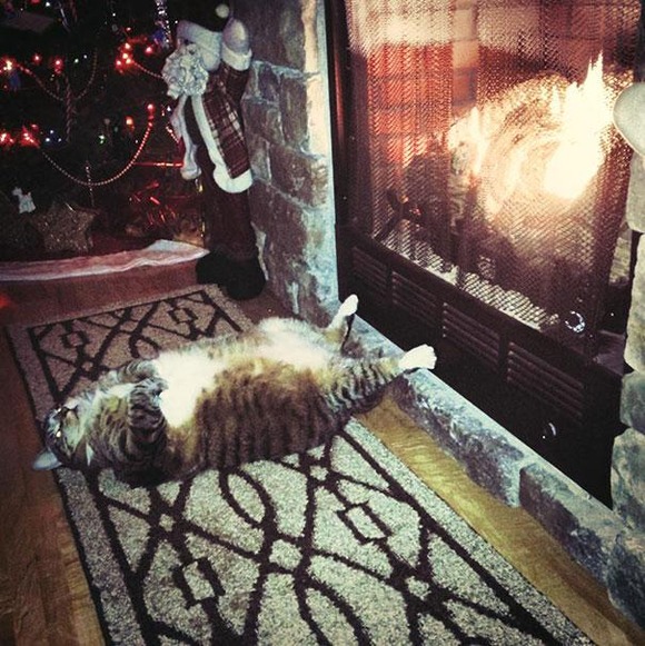 funny-sleeping-cats-13